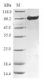 Tropomodulin-4 (TMOD4), human, recombinant