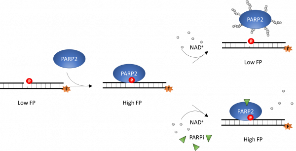 PARPtrap(TM) Assay Kit for PARP2