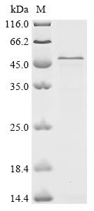CD5 antigen-like (Cd5l), mouse, recombinant