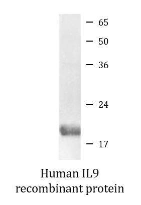 Human IL9 recombinant protein (Active)