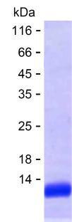 IL3 (human), recombinant protein