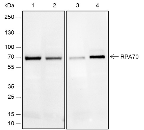Anti-Recombinant RPA70, clone A662