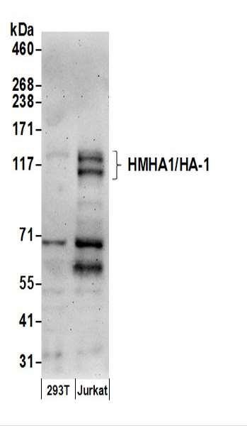 Anti-HMHA1/HA-1