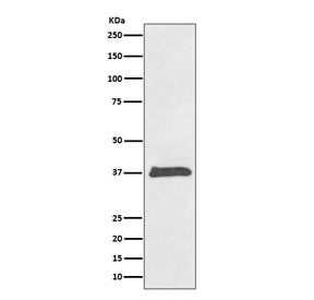 Anti-BMP2 / Bone morphogenetic protein 2, clone AOHD-2