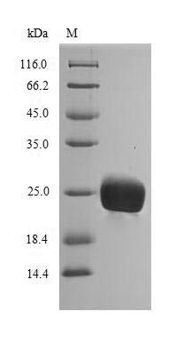 Pro-hevein (HEV1), Hevea brasiliensis, recombinant