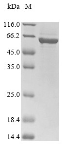 Nuclear pore glycoprotein p62 (Nup62), rat, recombinant