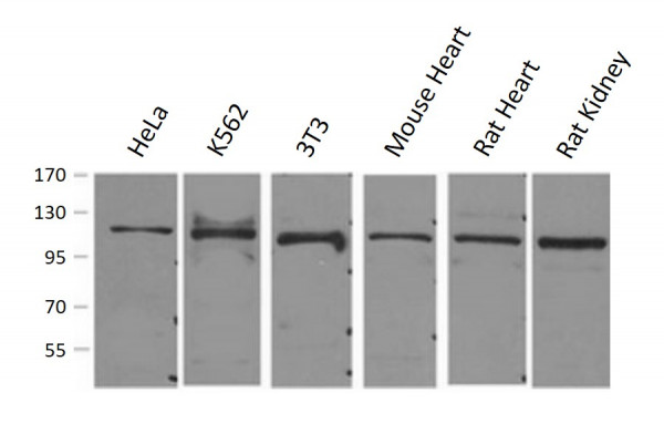 Anti-Stat2