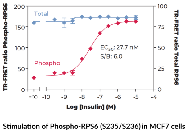 Ribosomal Protein S6 (Total) and Ribsomal Protein S6 (Phospho-Ser235/236) TR-FRET Assay Kit