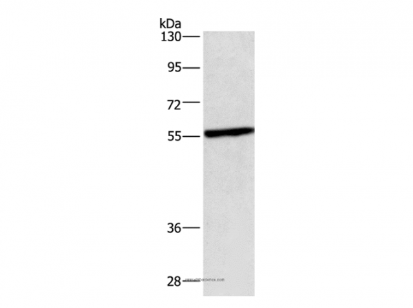 Anti-CEP55