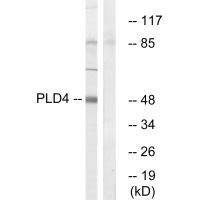 Anti-PLD4