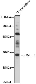 Anti-CYSLTR2