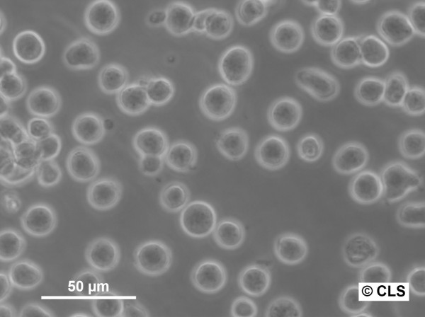 SKW-3 Cells