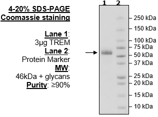TREM2, Fc-fusion (IgG1), Avi-Tag, Biotin-Labeled Recombinant
