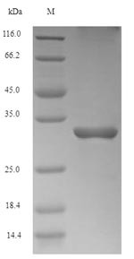 Lymphocyte antigen 96 (Ly96), mouse, recombinant