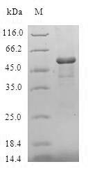 Maleylacetoacetate isomerase (GSTZ1), human, recombinant