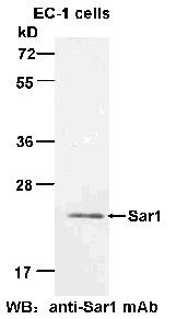 Anti-Sar1, monoclonal