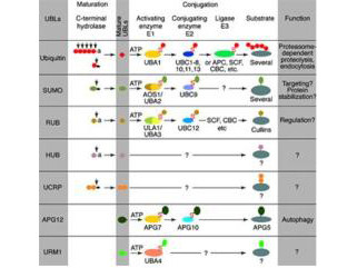 Anti-ISG15 (Interferon Stimulating Gene 15)
