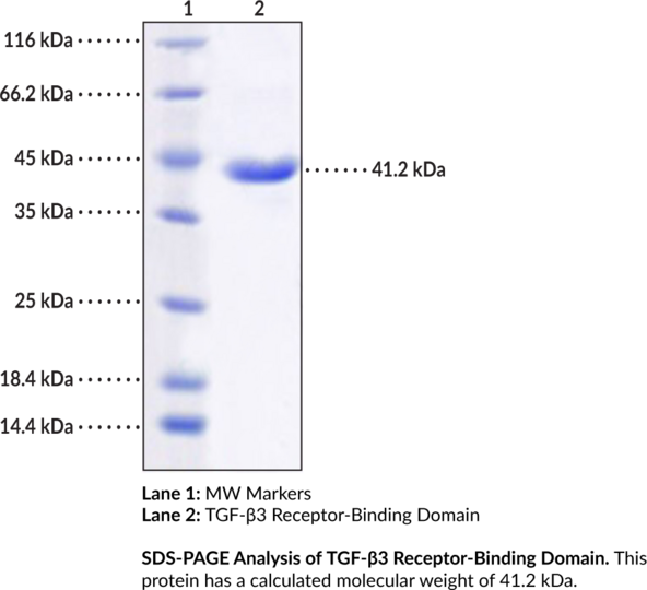 TGF-beta3 Receptor-Binding Domain (human, recombinant)