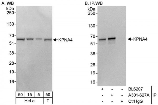 Anti-KPNA4