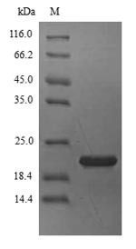 Allergen Bla g 4, Blattella germanica, recombinant