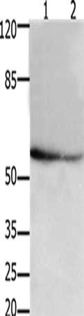Anti-API5