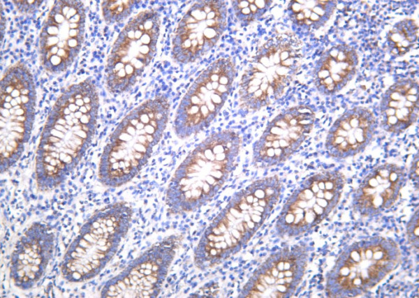 Anti-Recombinant BMP-4, clone 9B8