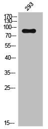 Anti-Phospho-TFRC (S24)