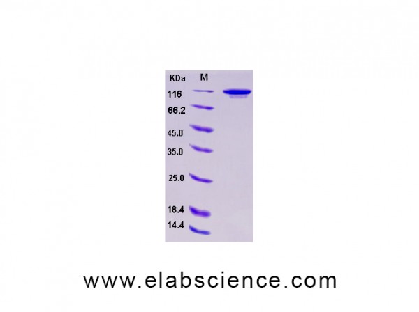 Recombinant Human HER3 / ErbB3 Protein (Fc tag)