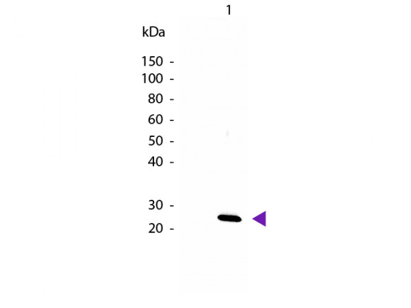 Anti-Interleukin-27/p28 (IL-27/p28), Biotin conjugated
