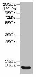 Anti-Defb14