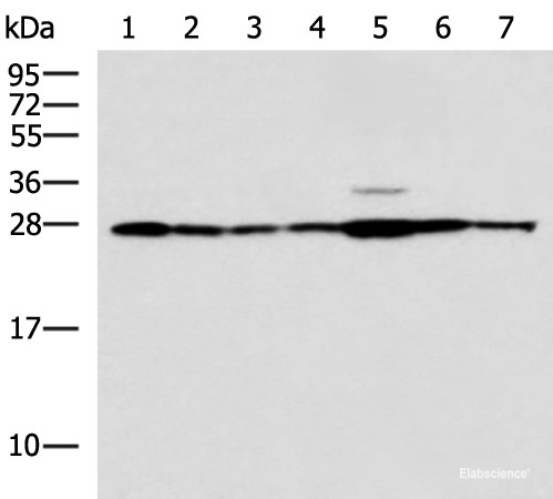Anti-RPL10A