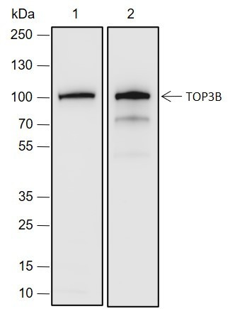 Anti-Recombinant TOP3B, clone A690