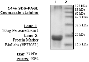 Peroxiredoxin I, active human recombinant protein