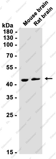 Anti-Recombinant Tissue Factor, clone C113157