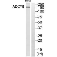 Anti-ADCY9