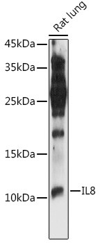 Anti-CXCL8