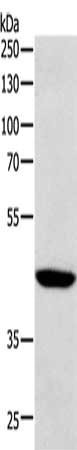 Anti-SOX7