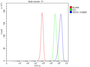 Anti-SNTA1 / Alpha-1-Syntrophin