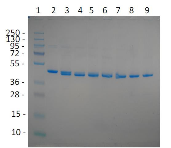 Razor(TM) TEV Protease