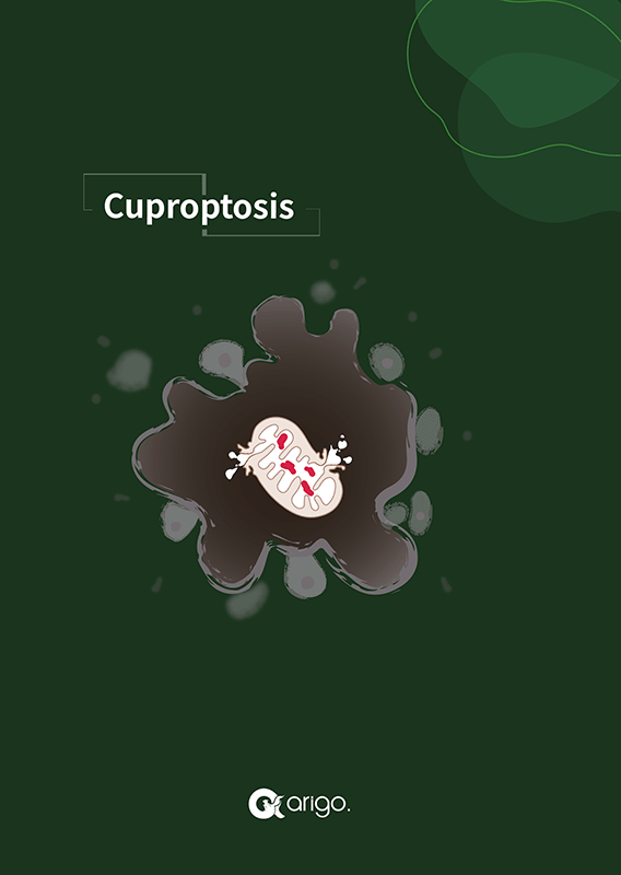 Cuproptosis Antibody Panels