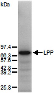 Anti-Lipoma Preferred Partner, pAb (IG-817)