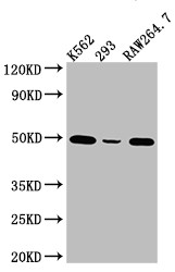 Anti-EIF4A1 Recombinant Monoclonal, clone 7C3