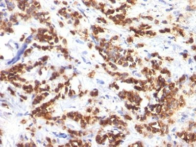 Anti-Milk Fat Globulin(MFG-06), CF640R conjugate, 0.1mg/mL