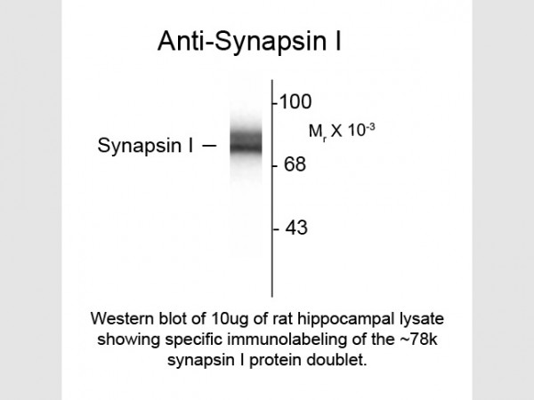 Anti-Synapsin I