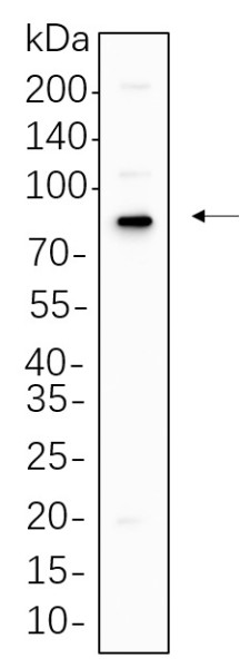 Anti-Recombinant p63, clone 12G10
