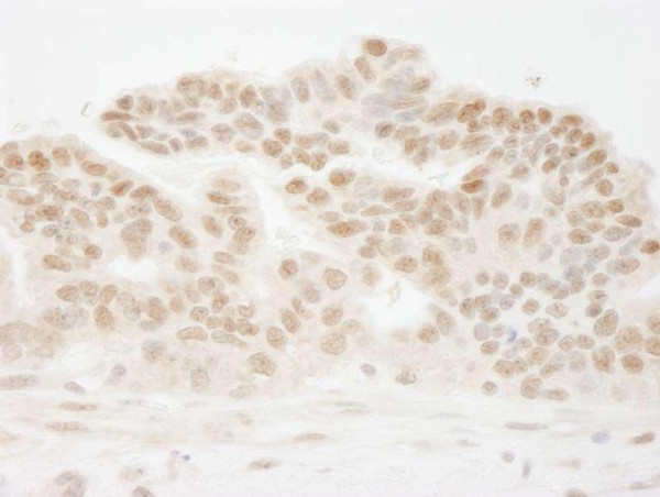 Anti-CSTF50 (IHC)