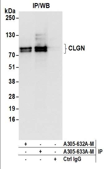 Anti-CLGN