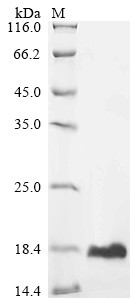 Ubiquitin-like protein ISG15 (Isg15), mouse, recombinant
