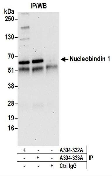 Anti-Nucleobindin 1/NUCB1