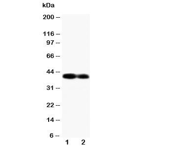 Anti-Connexin 40